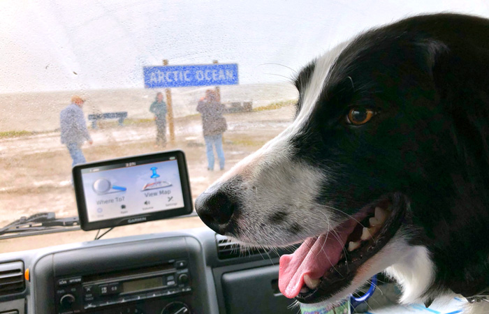 愛犬を車中泊の旅のお供に #vanlife